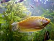 Gold Gourami Fish